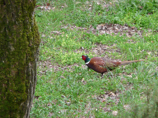 pheasant