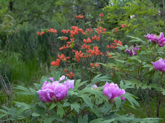 azpeonie603