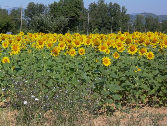 sunflowers064